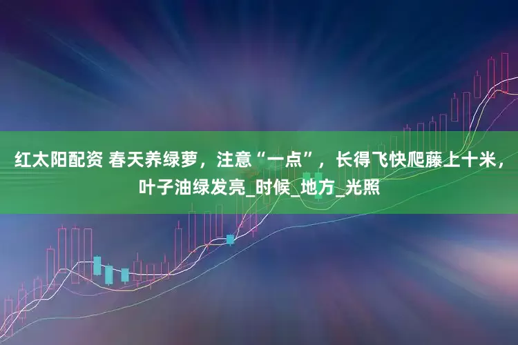 红太阳配资 春天养绿萝，注意“一点”，长得飞快爬藤上十米，叶子油绿发亮_时候_地方_光照